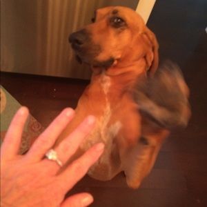 Meet your Posher, Sandy